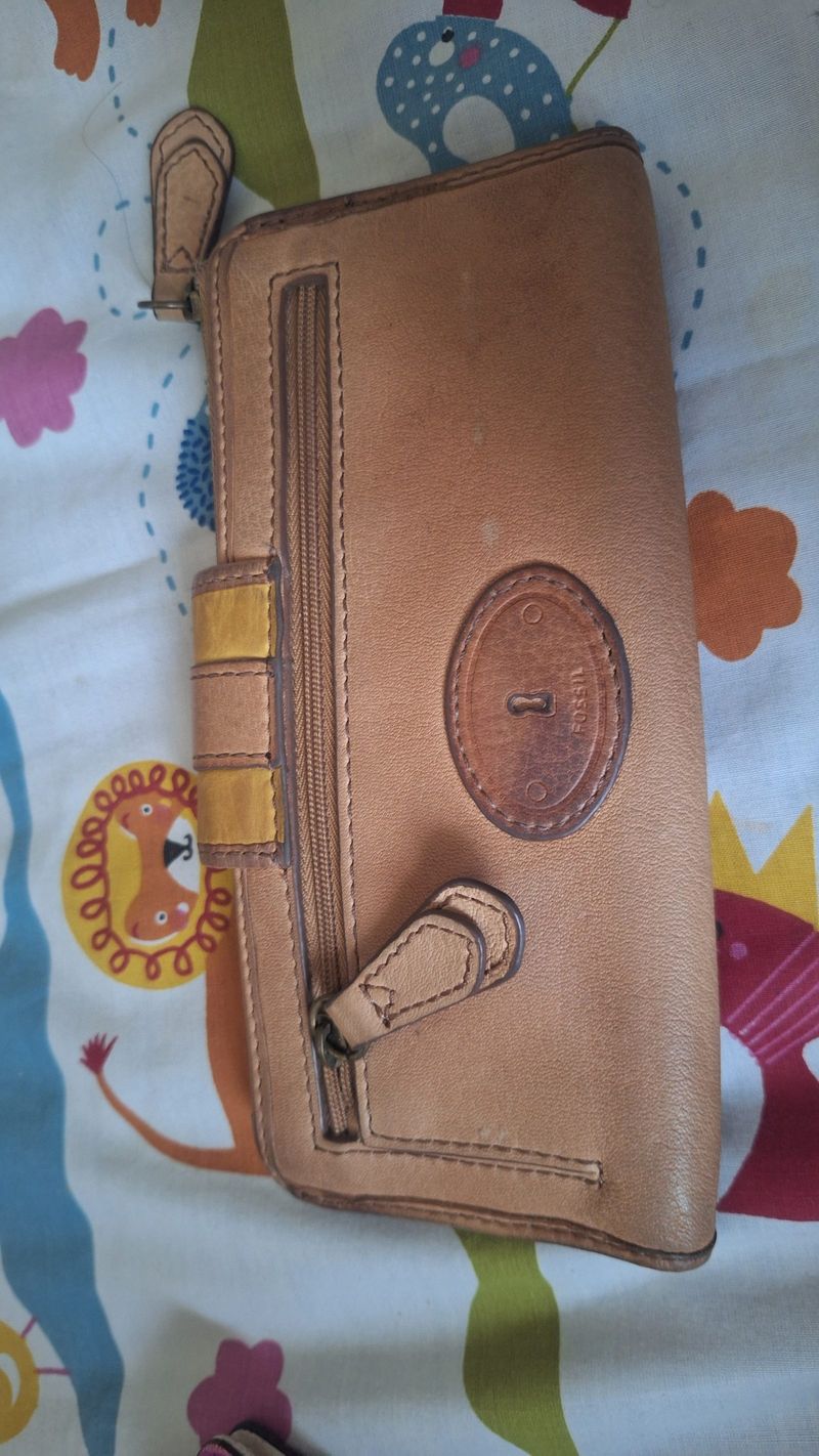 Dompet fossil, foto 2