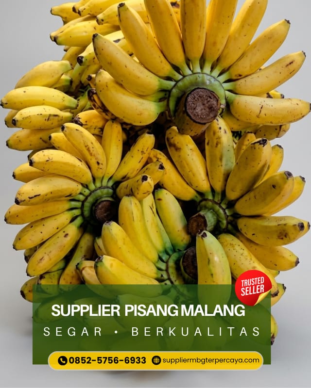 Distributor Pisang Mas di Karangploso, foto 3
