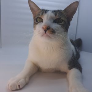 Niki