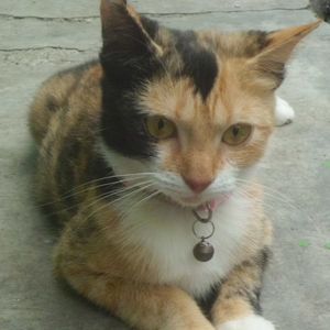 melskiesss