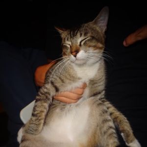 Azka Zhafif