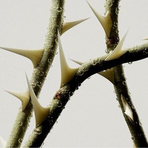 ThriftedStar