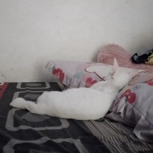 nasya