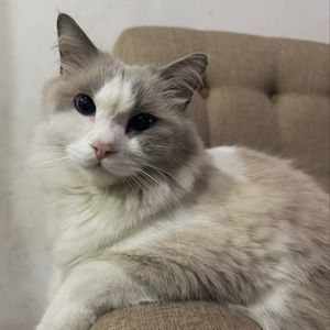 Fauziah Fauziah