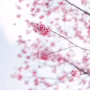 Mrs. Blossom