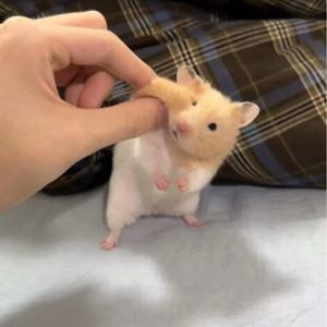 qui