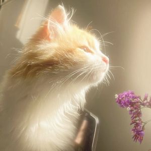 Lily