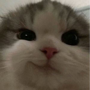 pepe