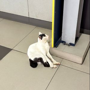 Fura