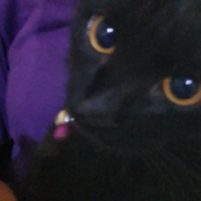 ichaa
