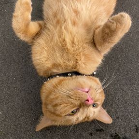 f