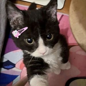 catoo ⭑.ᐟ