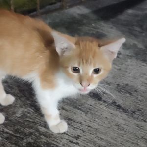 Chico Guapo