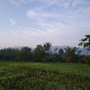 Frengky Maha