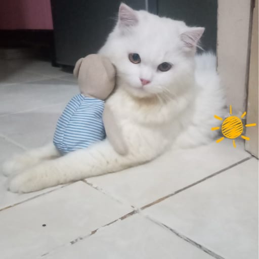 kiksteer
