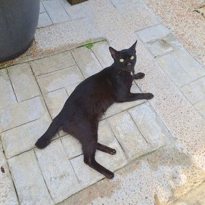 Black Cat Atelier