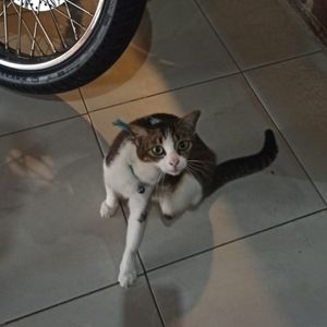 loly