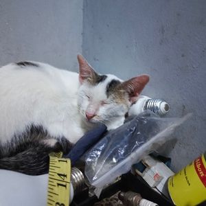 Aditaja