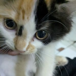 obet
