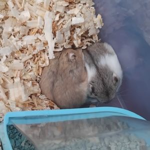 nnursyabanaa
