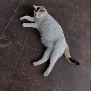 Cici