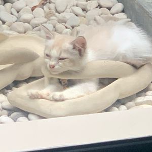 Siap Pakai
