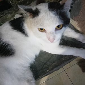 adawwawa07