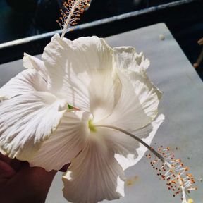 ag