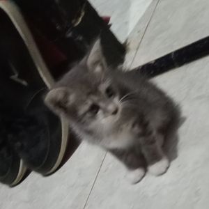 Just4cat