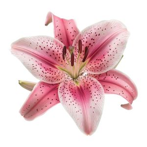 bloomieslily