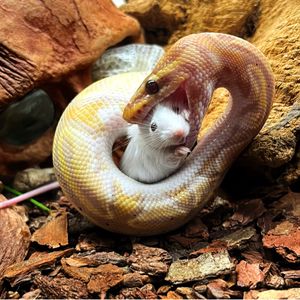 Darkpython13