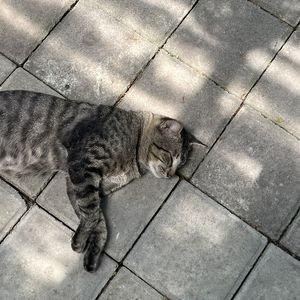 ericca the cat