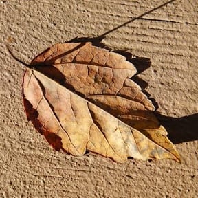 Dry Season