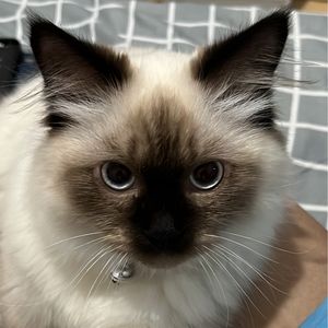 Nisrina