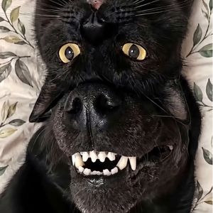 kikuk