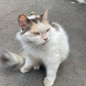 mascquito