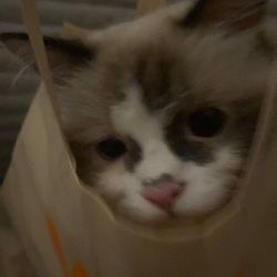 luci