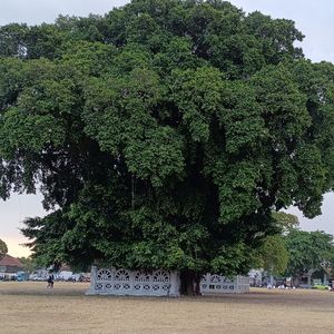 Alima