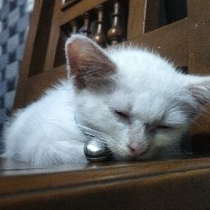 Septino Pratama
