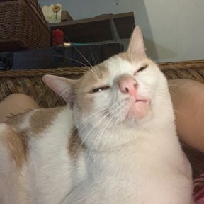 Kuki