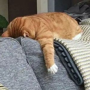 Alexander