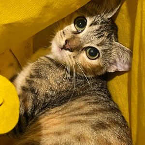 cas