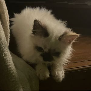 cipa