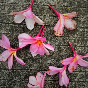 Prelove Flowers