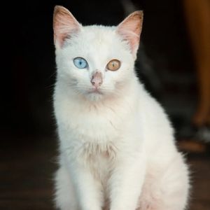 Mau tidur