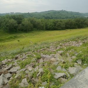 Dlym15