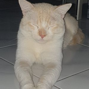 DewiIn