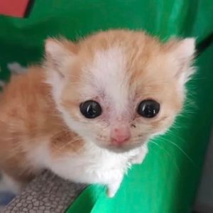 katarinablubub