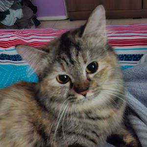 Nindy