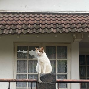 Maruta Djati